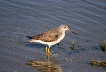 Greater yellowlegs