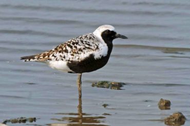 Black-bellied plover