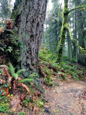 A stately Douglas fir at McCormick Forest