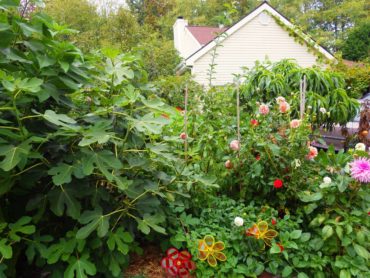 Figs, dahlias and peaches, oh my!