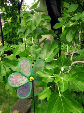 A happy fig tree