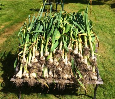 A plentiful harvest of elephant garlic. (Photo by Darren Murphy)