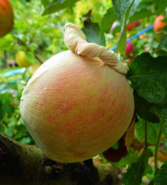 Nylon stocking over apples deters apple maggot and codling moth.