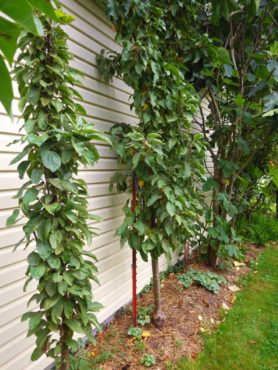 Columnar apples are the answer for gardeners who want apple trees but are short on space.