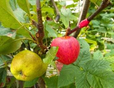 Grafting allows multiple fruit varieties to grow on a single tree.