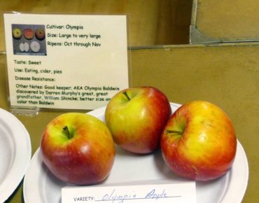 The 'Olympia' apple, a Western Washington variety introduced by Darren Murphy's great-great-grandfather William Schinke, Sr. (Photo by Lorine Brakken)