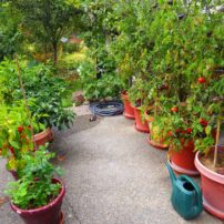 Peppers and tomatoes thrive in containers in the reflected heat in front of the Murphys’ garage.