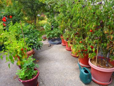 Peppers and tomatoes thrive in containers in the reflected heat in front of the Murphys’ garage.