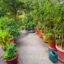 Peppers and tomatoes thrive in containers in the reflected heat in front of the Murphys’ garage.
