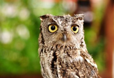 Screech Owl