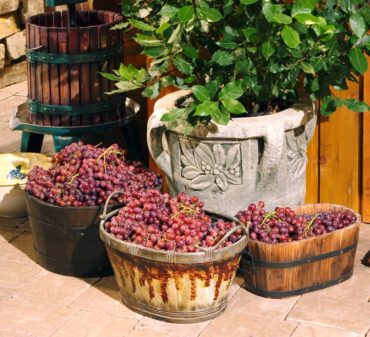 Grapes are not only used in wine but many other beverages as well.