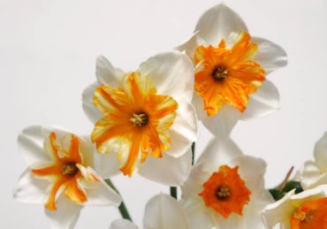 Narcissus ‘Trepolo’