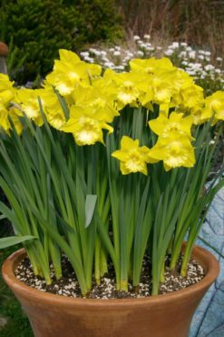 Narcissus ‘Spellbinder’