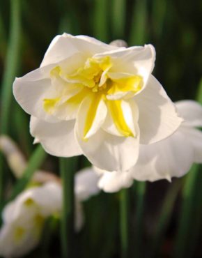 Narcissus ‘Lemon Beauty’
