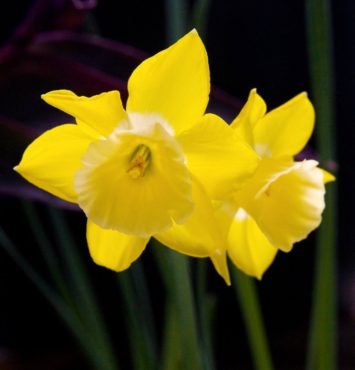 Narcissus ‘Hillstar’