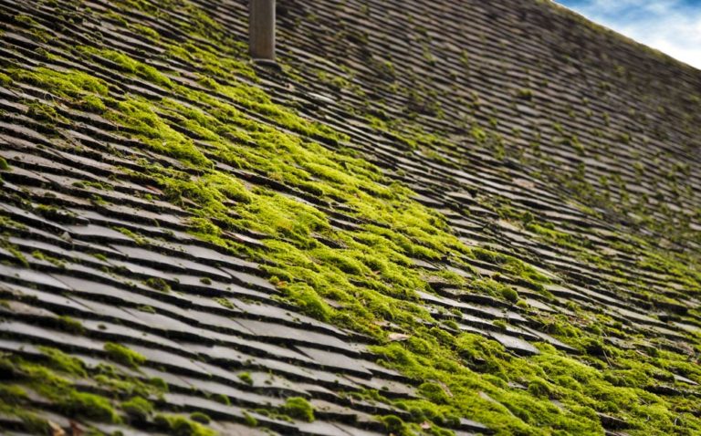 54 oz. moss out for roofs and structures 54 oz. moss out for roofs and structures