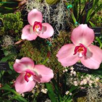 Orchids as Houseplants
