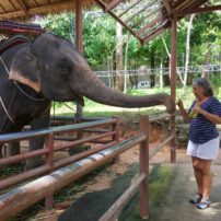 Feeding bananas to a Koh Samui elephant