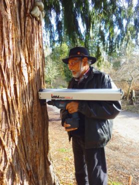 Ribeiro looks for internal wood rot in a tree using a "Resistograph."