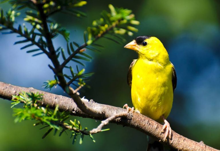 WSMAG.NET BLOG | Spotting Yellow Birds is a Treat in the Pacific