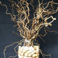 A large and heavy glass vase is needed to anchor the wily branches of contorted filbert (Corylus avellana 'Contorta'). Corks fill the space and provide a reminder of many a celebration.
