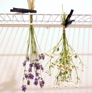 Hanging flowers upside down to dry is an easy method. All but the woodiest stems should be dried this way to prevent drooping and to help retain original form. Clutching bundles with rubber bands keeps them together even as stems shrink with loss of moisture. Here clothespins are used to hold lavender (Lavandula sp.) and feverfew (Tanacetum parthenium) in place while drying on a wire shelf.