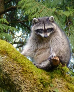 Raccoon, just out of reach in a large maple tree