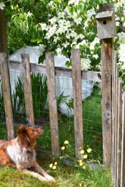 A cedar picket fence keeps the edible garden safe from the pooch.