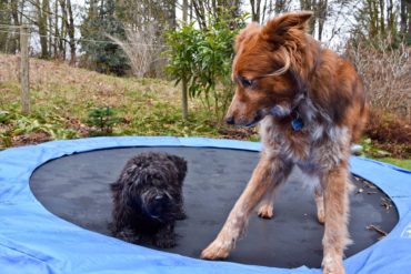 A low trampoline provides hours of fun!
