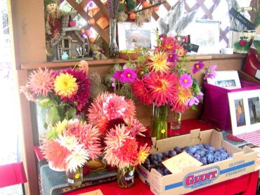 Donna’s dahlias for sale