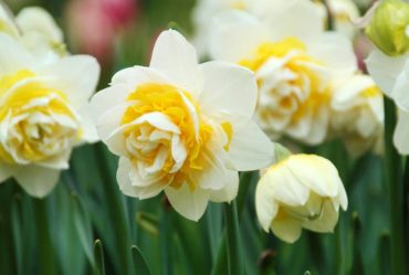 Daffodil Lingerie (Photo courtesy Longfield Gardens)