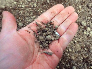 Dry soil crumbles