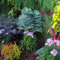 This autumn garden relies heavily on foliage with flowering cabbages, Agastache rugosa 'Golden Jubilee,' Swiss chard and Lonicera 'Twiggy.' Flowers are Sedum 'Autumn Joy' and Aster 'Daydream.'