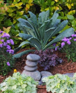 Tuscan kale is grown for its highly nutritious leaves but adds an architectural element to the fall and winter garden or container gardens.