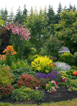 The Drainfield and the Rose