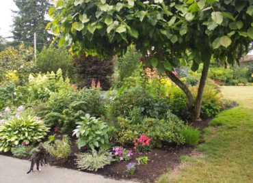 The Drainfield and the Rose