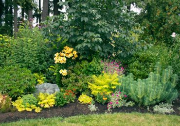 The Drainfield and the Rose