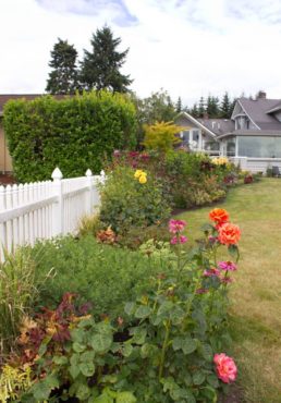 The Drainfield and the Rose