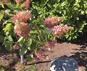 Hydrangeas