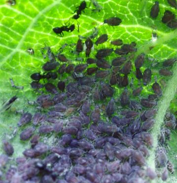 Aphids feed on the underside of an apple leaf. Note ants "herding" aphids for their honeydew.