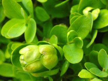 “Cupped” leaves caused by boxwood psylla sucking