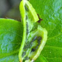 Aphids exposed within the kinnikinnick leaf gall created by their feeding; posed on a strawberry leaf