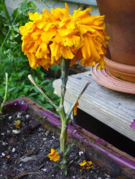 This marigold was stripped of all its leaves by a slug or snail.