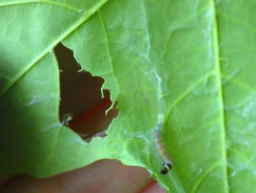 A leaf roller and feeding damage discovered after the leaf was unrolled