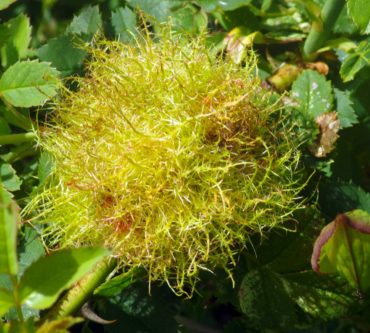 A hairy gall was created by a wasp laying eggs within a rose stem.