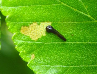 A pear slug sawfly larva is covered in a slimy film that makes it appear as a slug. Notice the typical skeletonizing leaf damage done by this species.