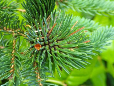 A gall produced by the feeding of the aphid-like cooley spruce bud adelgid