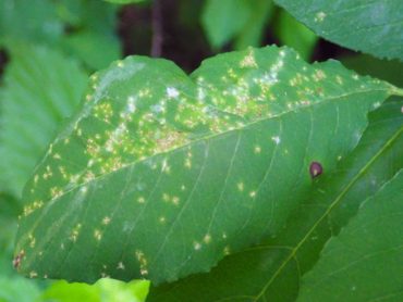 Unknown sucking insect damage on plum