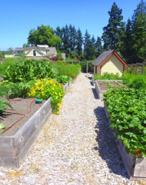 Growing food locally for the community