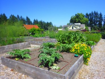 Heyday’s kitchen garden